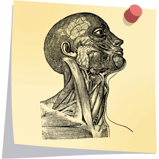 Anatomy notes (by a PharmD)