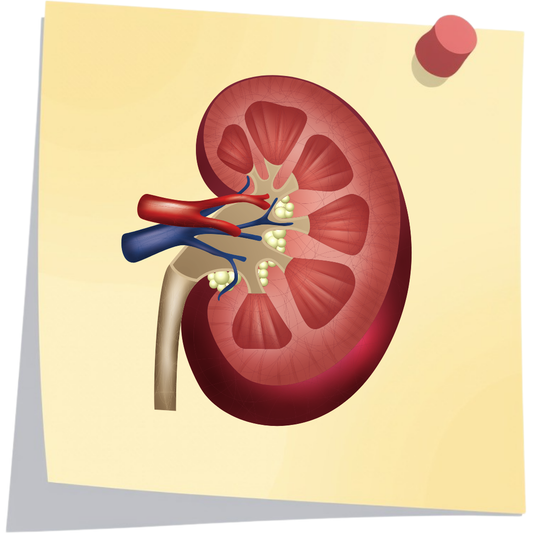 Nephrology notes (by a PharmD)